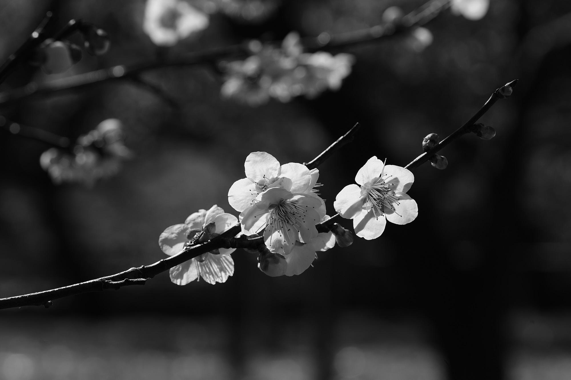 わいわいシャッターズ